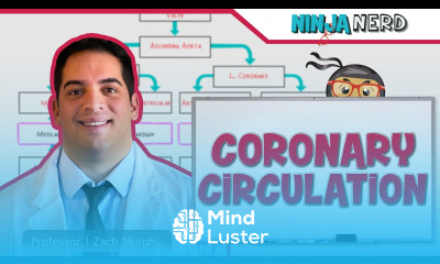 Circulatory System Coronary Circulation