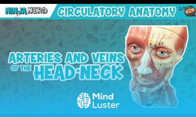 Circulatory System Arteries Veins of the Head Neck Head Model