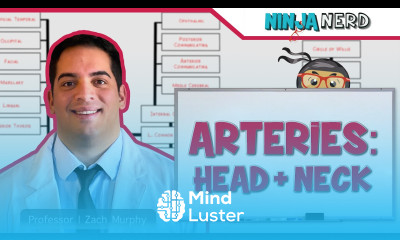 Circulatory System Arteries of the Head Neck Flow Chart