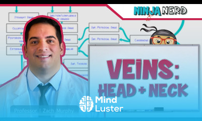 Circulatory System Veins of the Head Neck Flow Chart