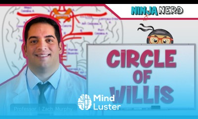 Circulatory System Circle of Willis Circulation