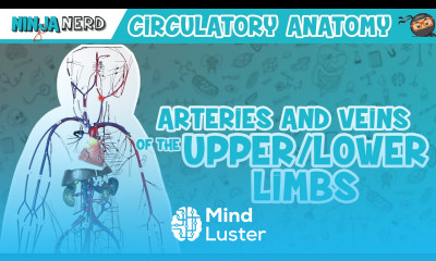 Circulatory System Arteries Veins of the Upper Lower Limbs Wire Man Model