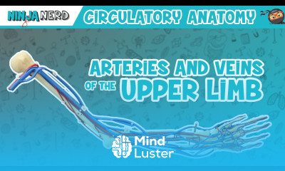 Circulatory System Arteries Veins of the Upper Limb Vascular Arm Model