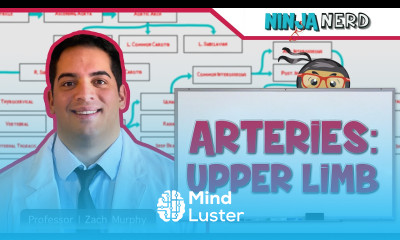 Circulatory System Arteries of the Upper Limb Flow Chart