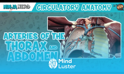 Circulatory System Arteries of the Thorax Abdomen Torso Anatomy Model