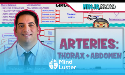 Circulatory System Arteries of the Thorax Abdomen Flow Chart