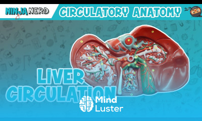 Circulatory System Liver Circulation Model