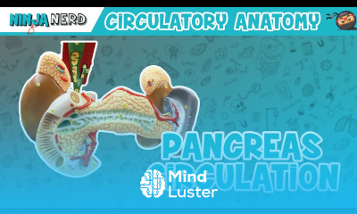 Circulatory System Pancreas Circulation Model