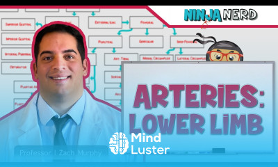 Circulatory System Arteries of the Lower Limb Flow Chart