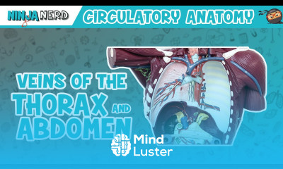 Circulatory System Veins of the Thorax Abdomen Torso Anatomy Model