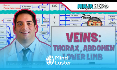 Circulatory System Veins of the Thorax Abdomen Lower Limbs Flow Chart