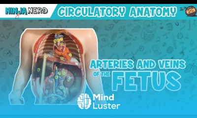 Circulatory System Arteries Veins of the Fetus Fetal Circulation Model
