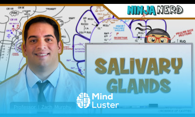 Gastrointestinal Salivation Parotid Submandibular Sublingual Glands