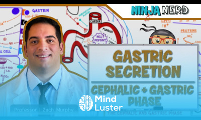 Gastrointestinal Gastric Secretion The Cephalic Gastric Phase