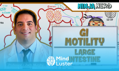 Gastrointestinal GI Motility of the Large Intestine