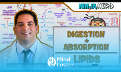 Gastrointestinal Digestion Absorption Of Lipids