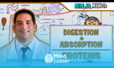 Gastrointestinal Digestion Absorption of Proteins