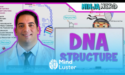 Cell Biology DNA Structure Organization 