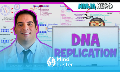 Cell Biology DNA Replication 
