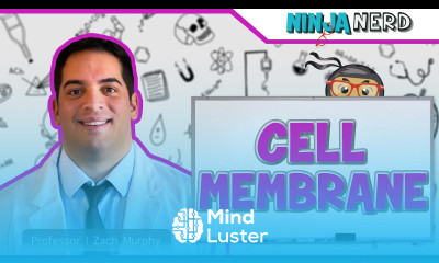 Cell Membrane Structure Function