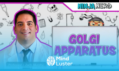 Golgi Apparatus Structure Function