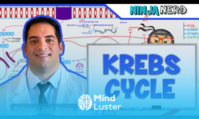 Metabolism The Krebs Cycle