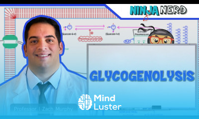 Metabolism Glycogenolysis