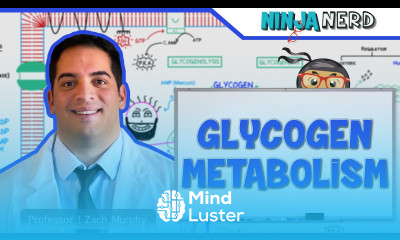 Metabolism Regulation of Glycogen Metabolism