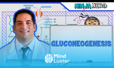 Metabolism Gluconeogenesis