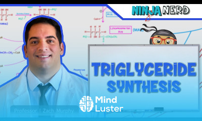 Metabolism Triglyceride Synthesis