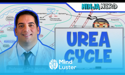 Metabolism Urea Cycle