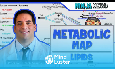 Metabolism The Metabolic Map Lipids