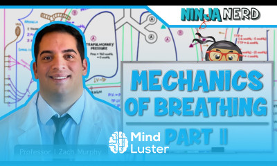 Respiratory Mechanics of Breathing Inspiration Part 2