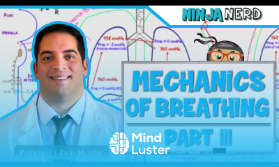 Respiratory Mechanics of Breathing Expiration Part 3