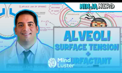Respiratory Surface Tension Surfactant in Alveoli