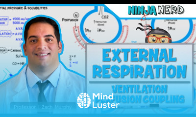 Respiratory External Respiration Ventilation Perfusion Coupling