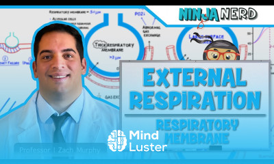 Respiratory External Respiration Thickness Surface Area of Respiratory Membrane