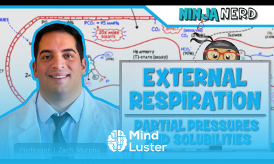 Respiratory External Respiration Partial Pressures Solubilities