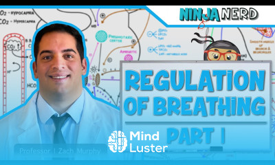 Respiratory Regulation of Breathing Respiratory Centers Part 1
