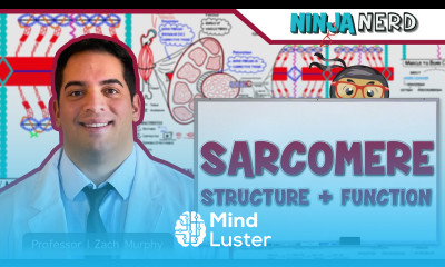 Musculoskeletal System Sarcomere Structure Actin Myosin