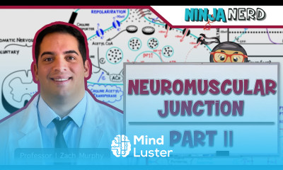 Musculoskeletal System Neuromuscular Junction Excitation Contraction Coupling Part 2