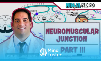 Musculoskeletal System Neuromuscular Junction Sliding Filament Theory Part 3
