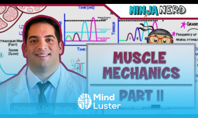 Musculoskeletal System Muscle Mechanics Multiple Motor Unit Summation