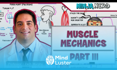 Musculoskeletal System Muscle Mechanics Types of Contractions Levers
