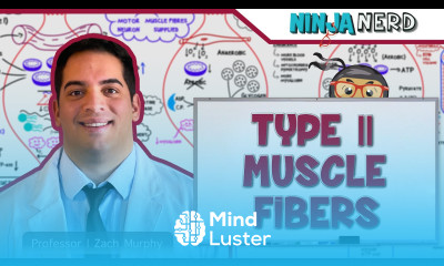 Musculoskeletal System Type II Muscle Fibers Type IIa IIx