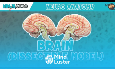 Anatomy of the Brain Dissectible Model