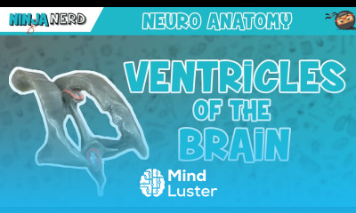 Ventricles of the Brain Anatomy Model