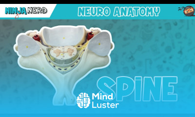 Anatomy of the Spine Model