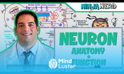Neurology Neuron Anatomy Function