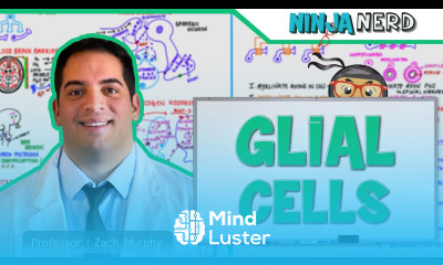 Neurology Glial Cells Astrocytes Oligodendrocytes Schwann Cells Ependymal Cells Microglia